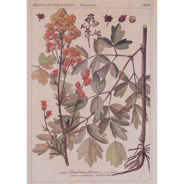 Anemonae Plaque