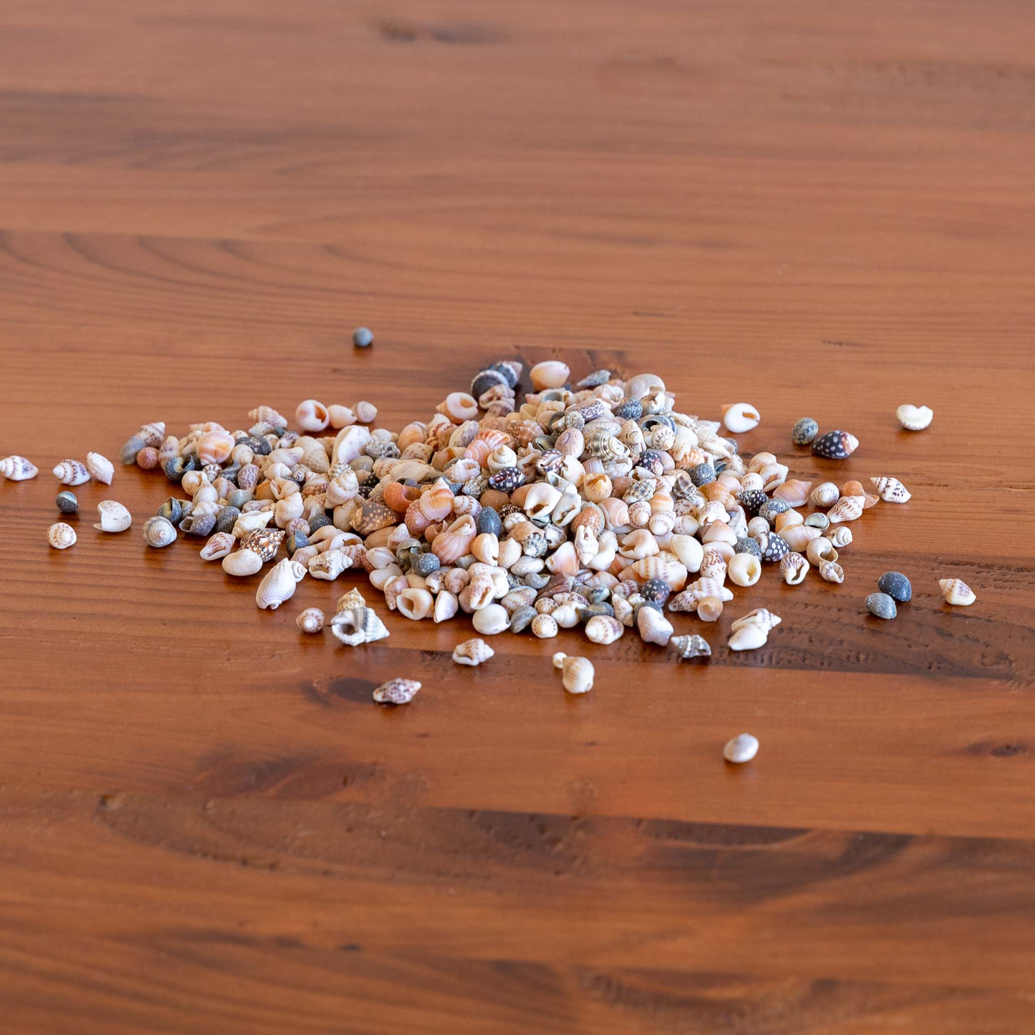 Shell Emprium Sea Shells – The Emporium