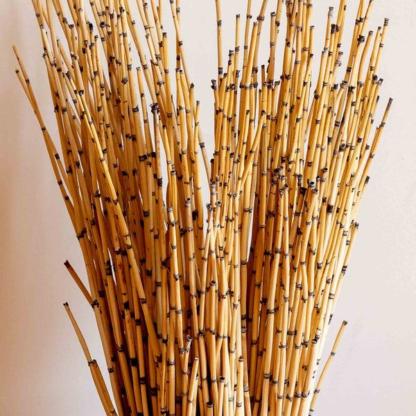 Dried Bamboo Bundle