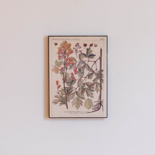 Anemonae Plaque