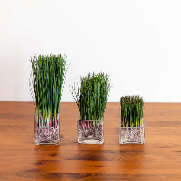 Potted Grass - Glass